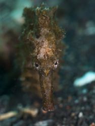 'Seahorse face to face' from Lembeh. Taken with Olympus E... by Istvan Juhasz 